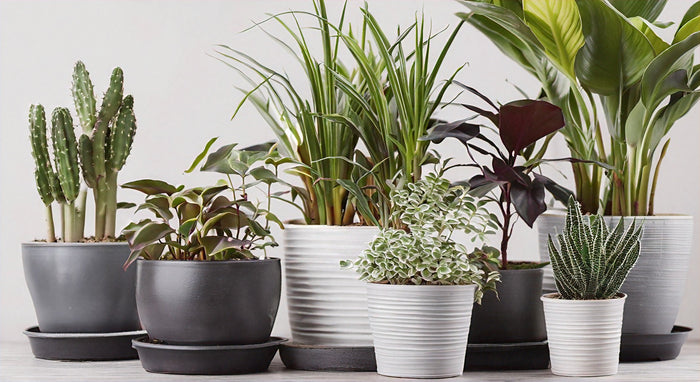 The Top 10 Must-Have Houseplants for Beginners: A Beginner's Guide to Easy Care Indoor Plants