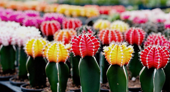Top Places to Find Zygocactus for Sale: Your Ultimate Guide to Buying the Perfect Zygocactus