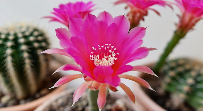 The Ultimate Guide to Lifesaver Cactus Flower Care: Tips for Growing and Maintaining This Stunning Plant Variety