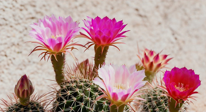 La Flor de Cactus Salvavidas: Todo lo que Necesitas Saber