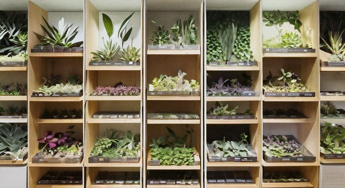 Understanding Botany: Exploring the Definition and Importance of Botanical Science