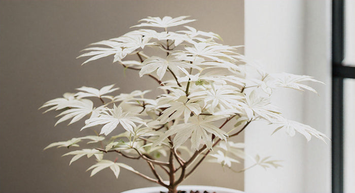 Il Fascino dell'Aralia Bianca: Guida Completa alla Coltivazione e Manutenzione