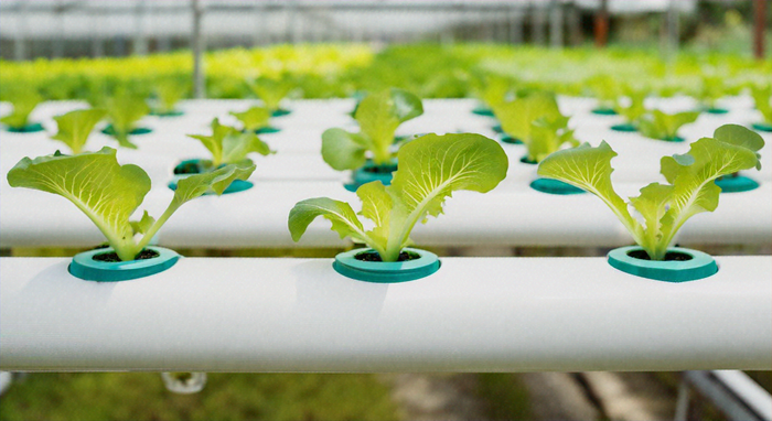 Top Hydroponics Systems for Beginners: A Comprehensive Guide