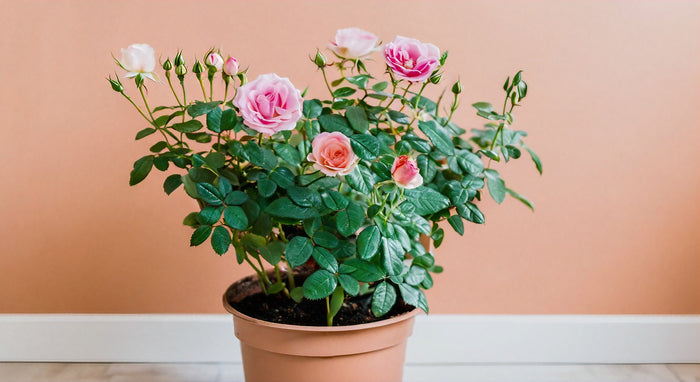 Guía Completa de la Princesa Rosa Revertida: Restauración y Cuidado de esta Planta Única