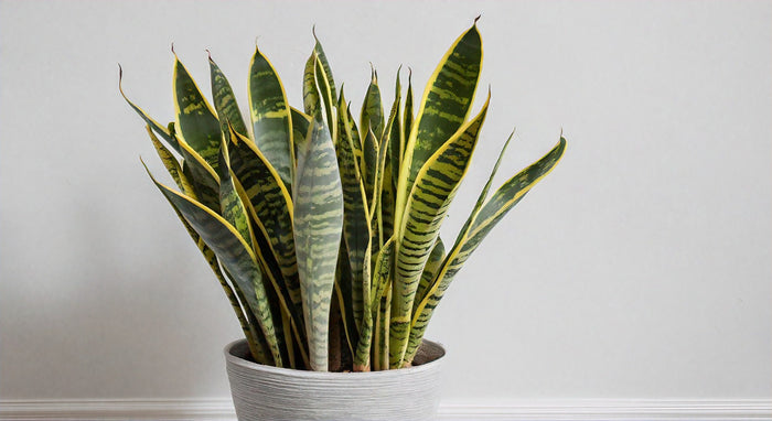 Guía Completa para el Cuidado de la Planta de Serpiente Jaboa