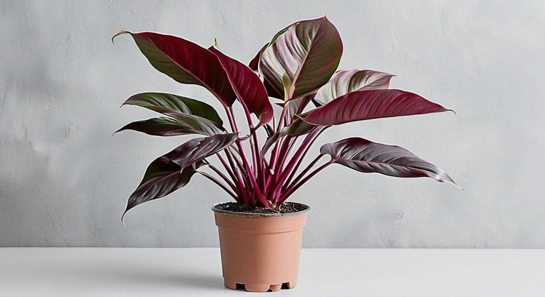 Burgundy Princess Philodendron | Plantonio