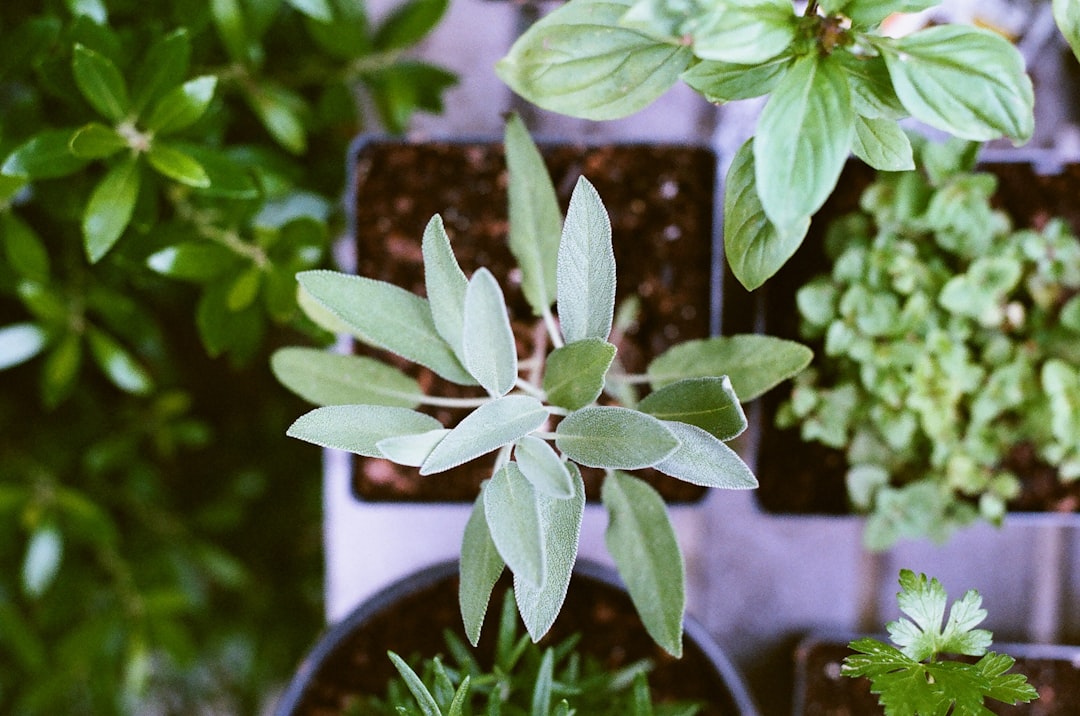 Plant Propagation | Plantonio
