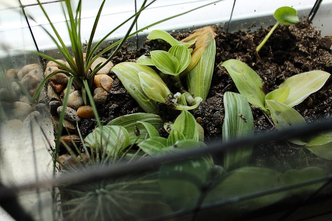 Mosquito Bits Fungus Gnat Control | Plantonio