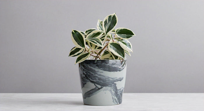 Where to Buy Hoya Chelsea: Your Ultimate Guide to Finding Hoya Chelsea for Sale