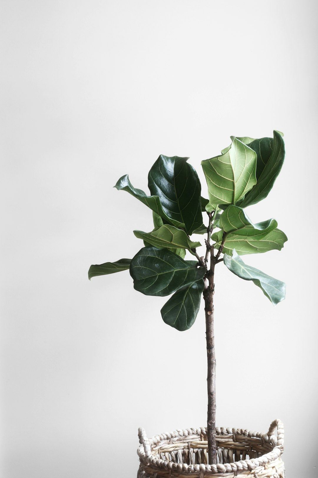 The Ultimate Guide to Choosing the Right Houseplants for Your Space