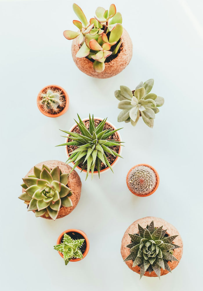 Tips for Choosing Stylish Planters and Pots for Your Houseplants