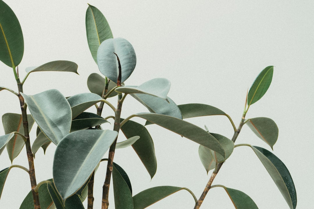 Enhancing Small Spaces: Indoor Plants for Maximum Greenery in Apartments