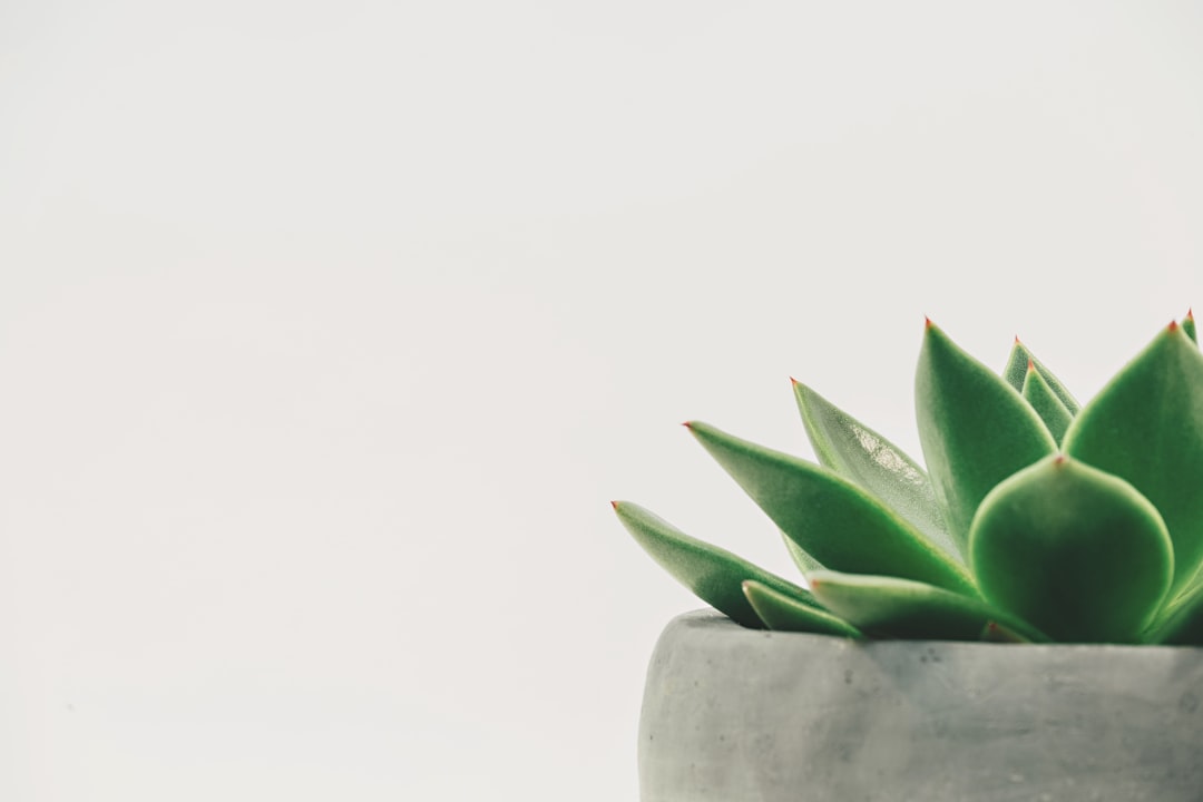 Caring for Succulents and Cacti: Tips and Tricks