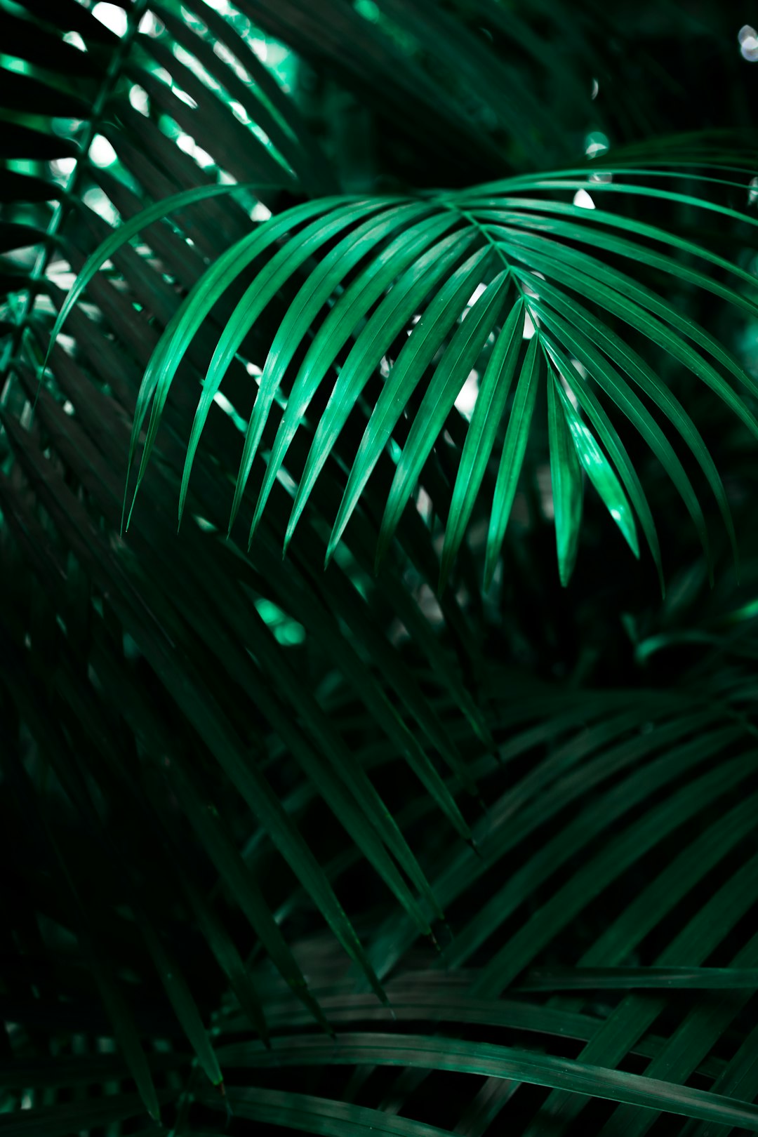 The Healing Power of Green: Exploring the Connection Between Mindfulness and Caring for Houseplants