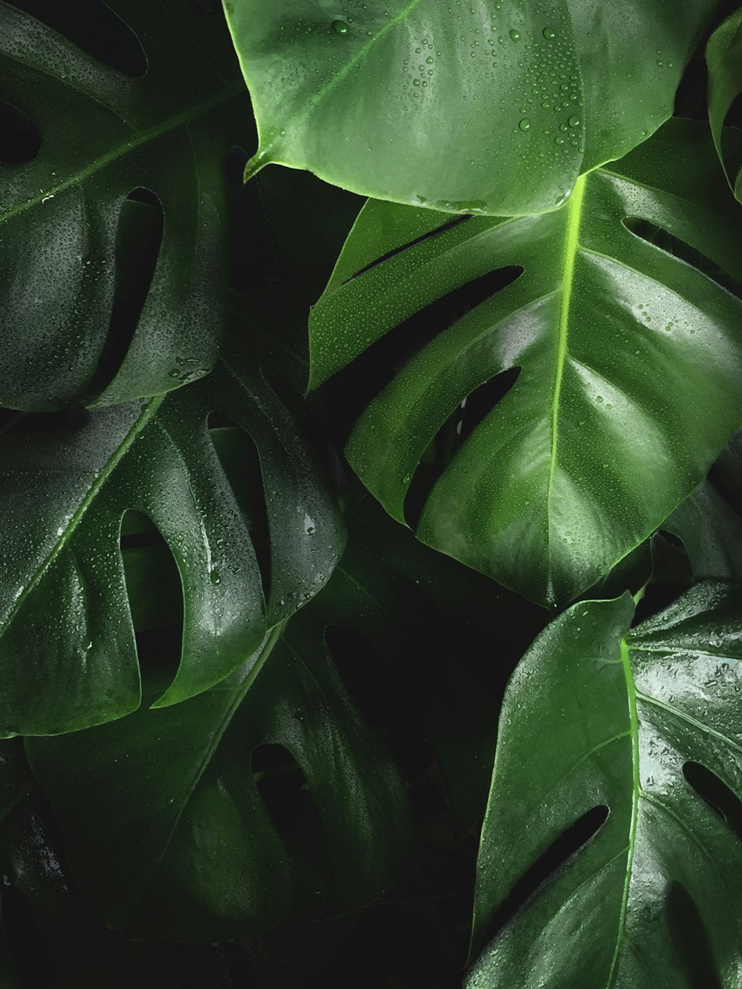 The Rise of Biophilic Design: Incorporating Nature Indoors