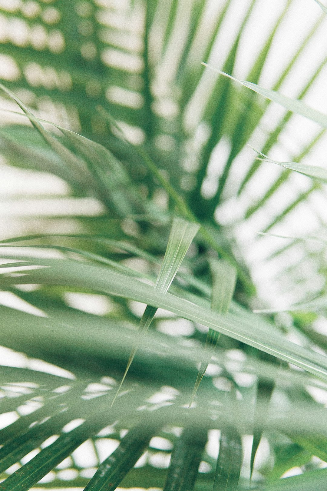 Transform Your Home: Creating a Healthier Environment with Indoor Plants