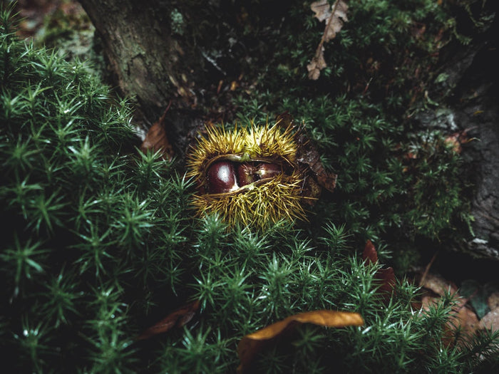 Maximizing Plant Health: Importance of Humidity for Indoor Plants