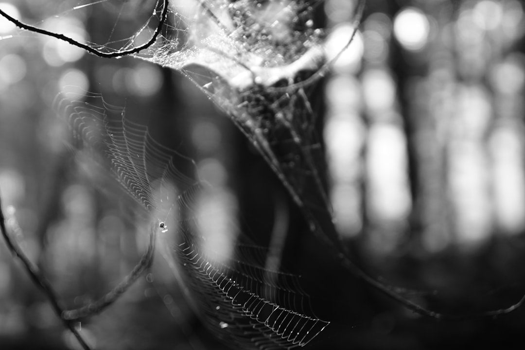 Dealing with Pests: Natural Remedies for Your Houseplants