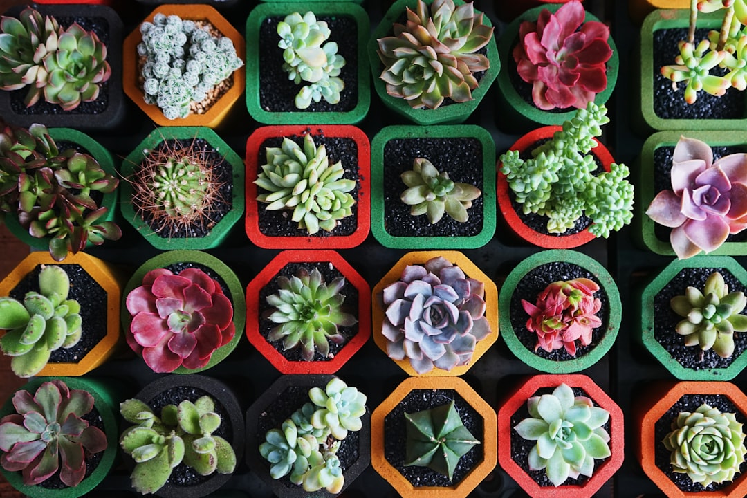Houseplant Feng Shui: Enhancing Energy with Greenery