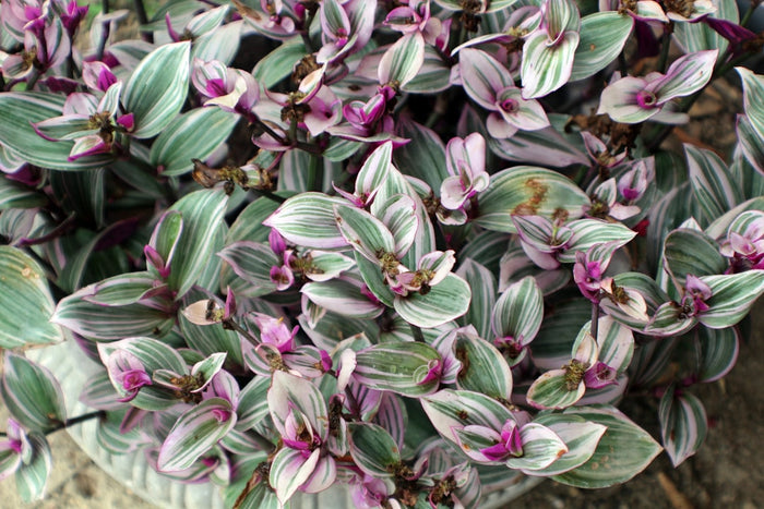 Enhancing Aesthetics with Variegated Houseplants