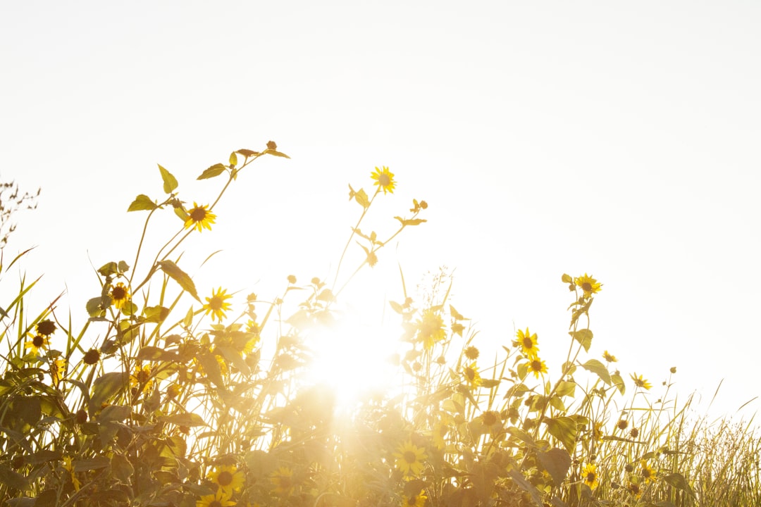 Unlocking the Secret to Healthy Houseplants: Understanding Natural Light Requirements