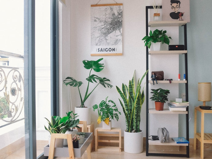 The Best Houseplants for Purifying Indoor Air