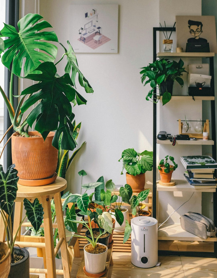 The Art of Repotting: When and How to Repot Your Houseplants