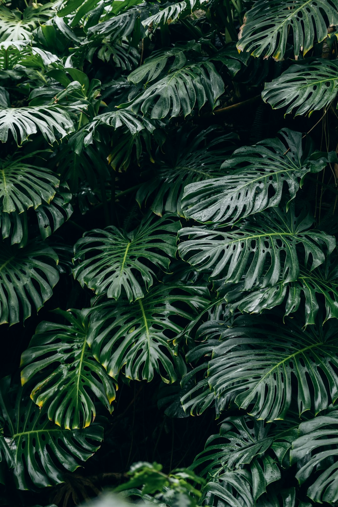 Uncovering Hidden Gems: Exploring Rare and Unusual Houseplant Varieties