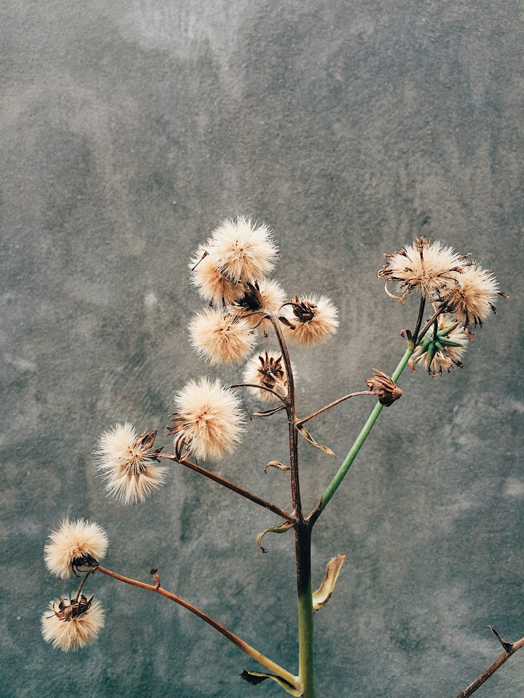 Troubleshooting Common Houseplant Care Mistakes