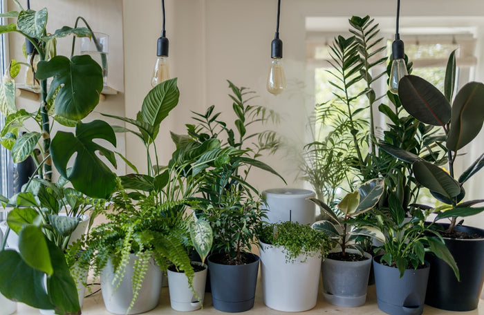 Houseplant Propagation 101: Tips and Tricks for Success