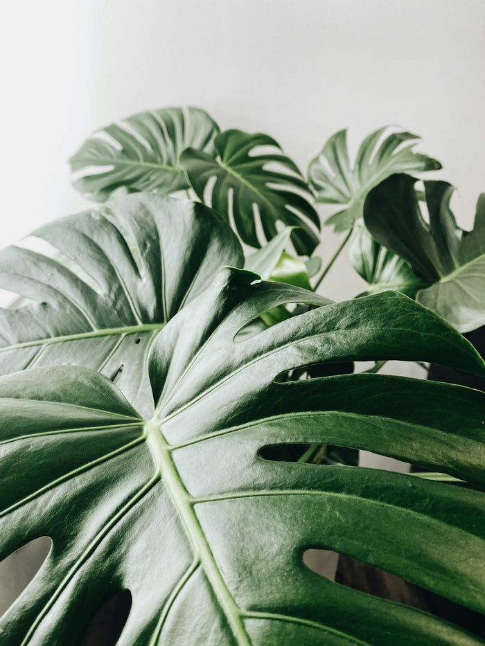 The Role of Humidity Trays in Houseplant Care