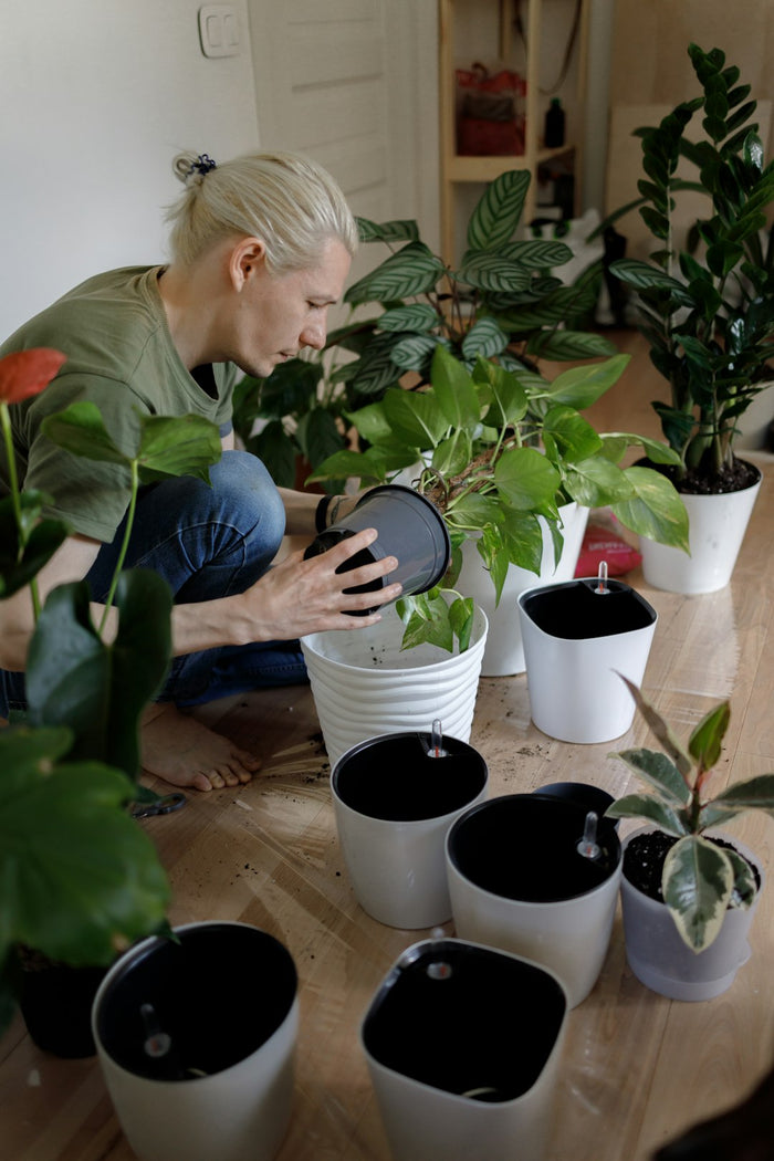 Watering 101: Mastering the Art of Hydration for Your Houseplants