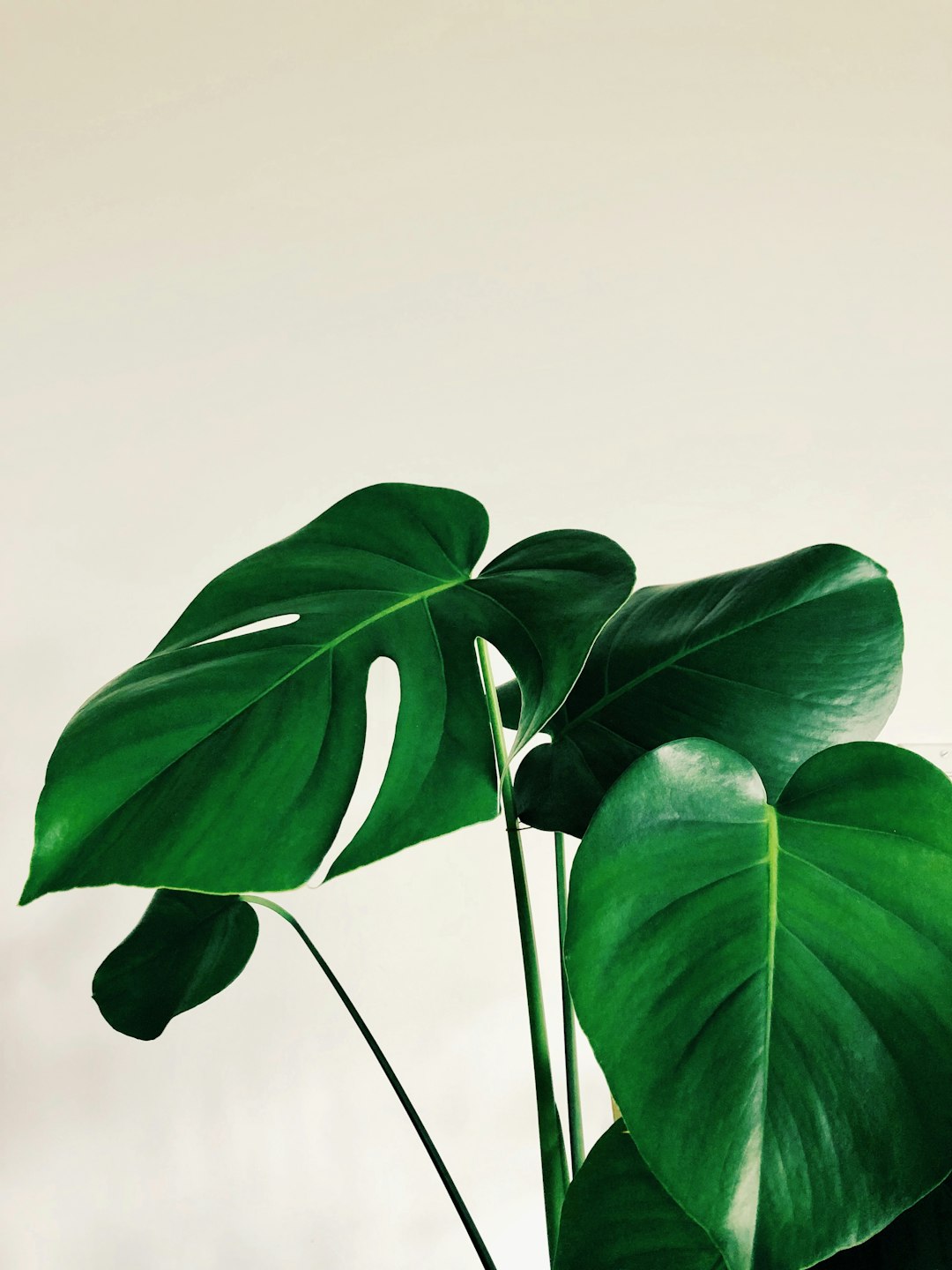The Connection Between Plant Health and Soil Health