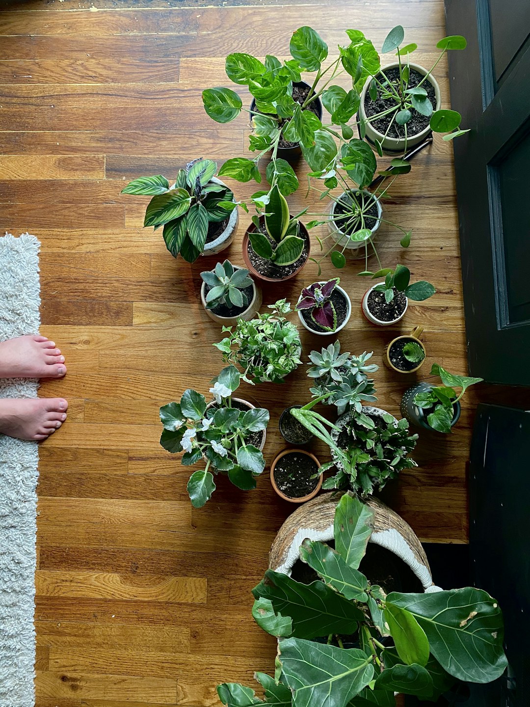Transform Your Indoor Spaces with Houseplants: More Than Just Aesthetics