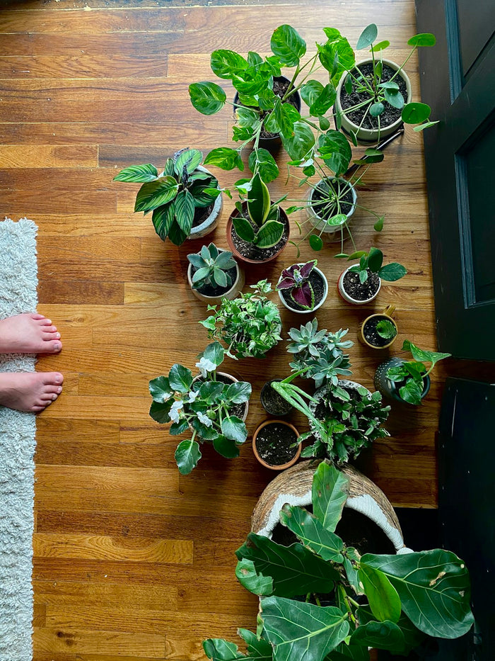 Transform Your Indoor Spaces with Houseplants: More Than Just Aesthetics
