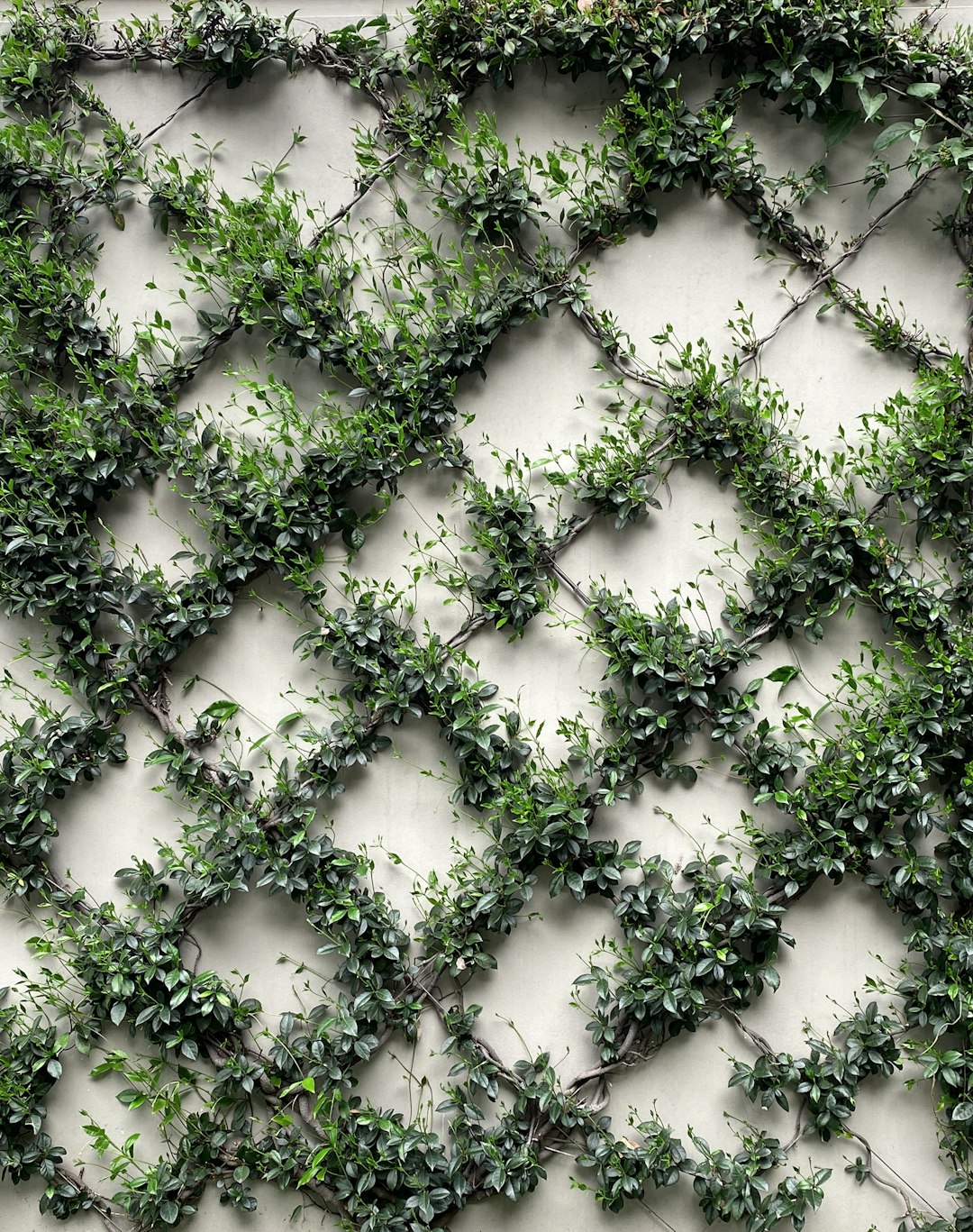 The Ultimate Guide to Mastering the Art of Training Climbing Houseplants