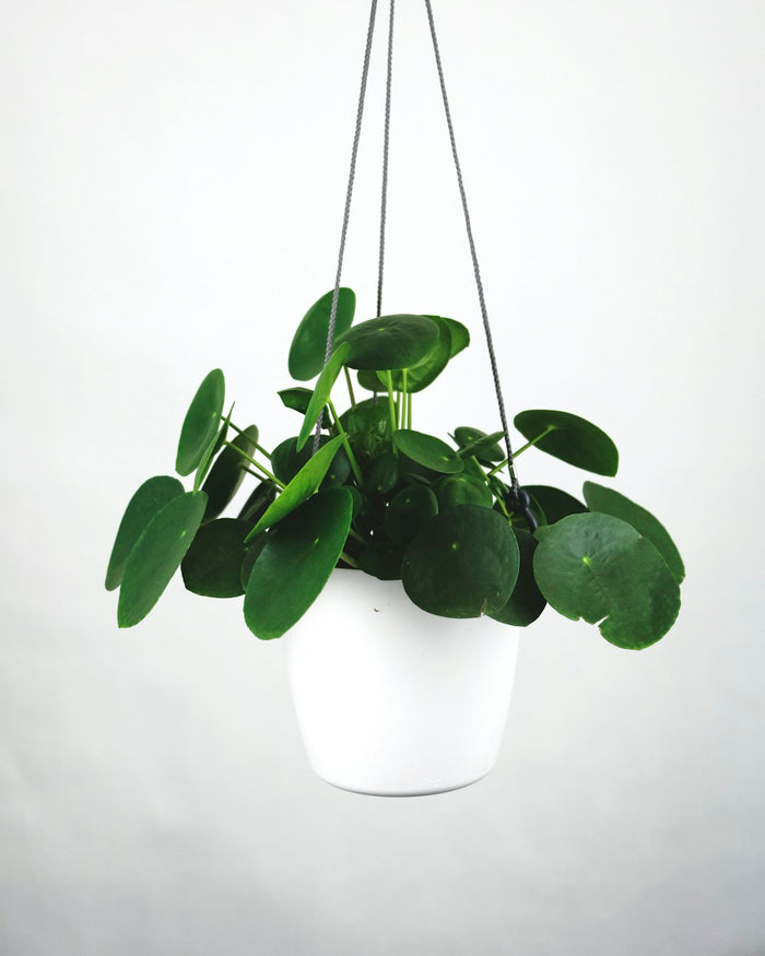 Transform Your Space: Easy Ways to Decorate with Hanging Plants in Your Home
