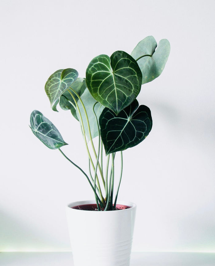 The Trendiest Houseplant Varieties You Need to Know About