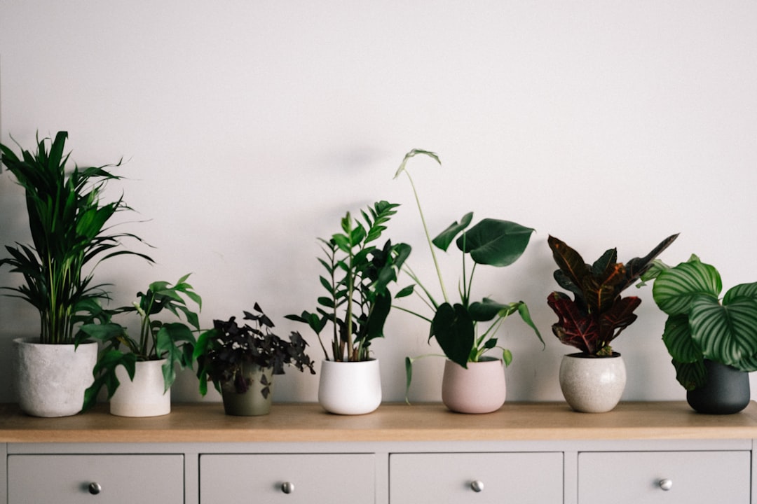 The Benefits of Having Houseplants in Your Home