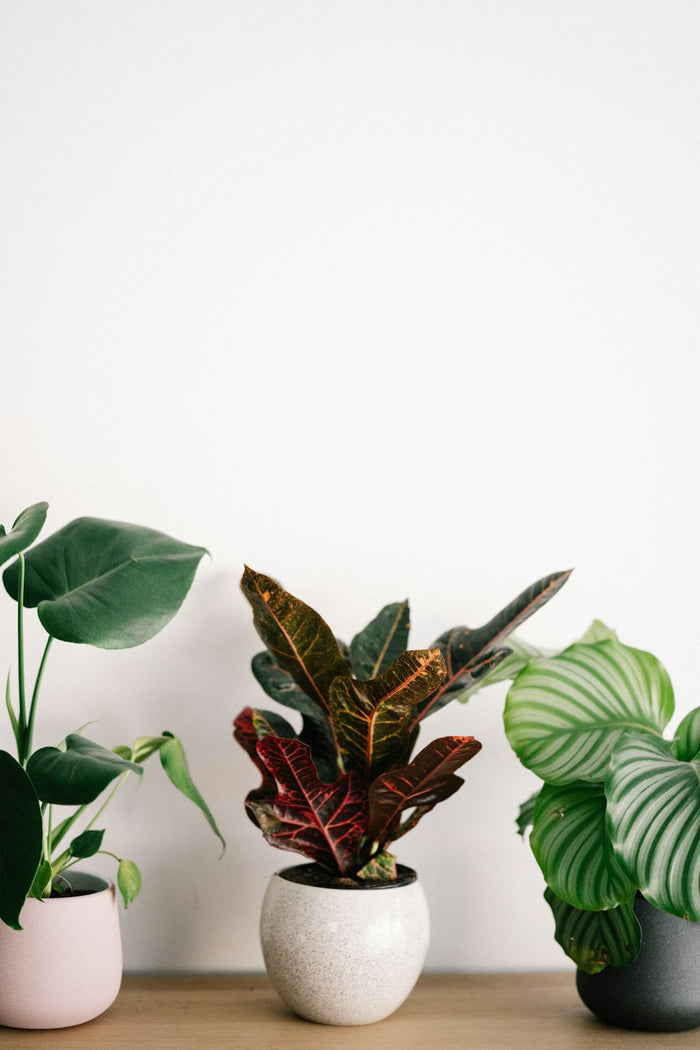 Bringing Life to Every Room: Styling with Houseplants