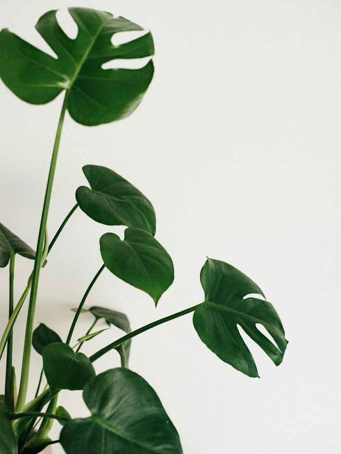 Discover the Best Soil for Your Houseplants: A Guide for Plant Parents