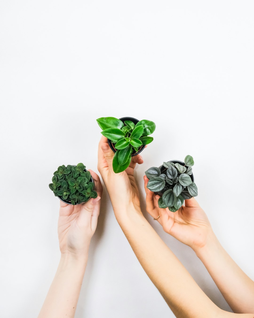 The Ultimate Guide to Houseplant Watering Techniques