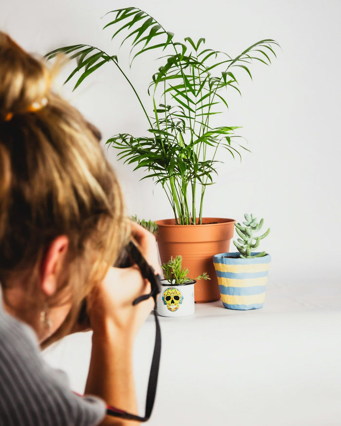Creating the Perfect Environment for Your Houseplants: A Comprehensive Guide