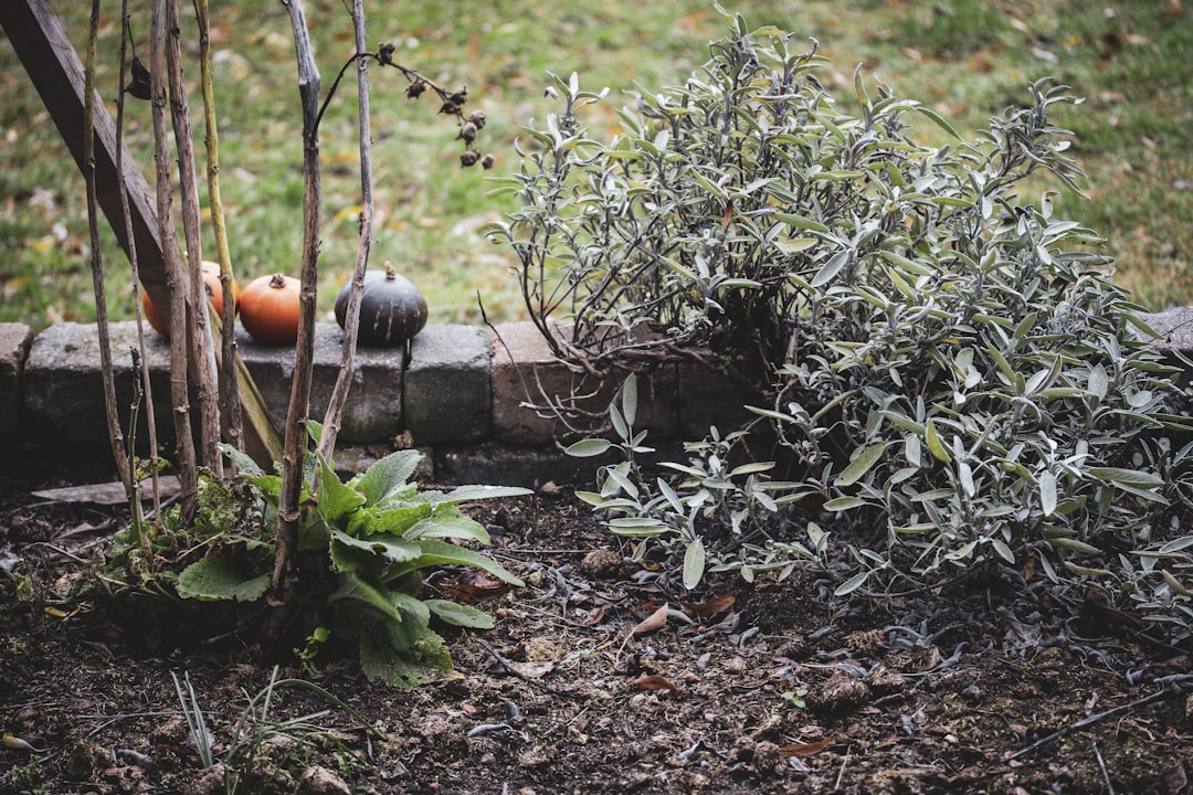 The Incredible Benefits of Using Natural Fertilizers for Houseplants