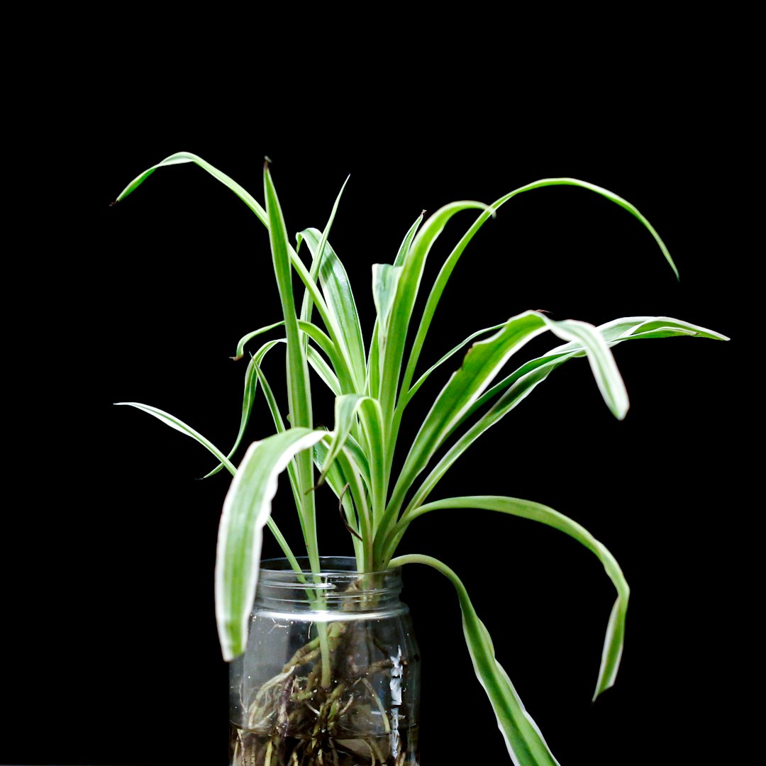 Houseplants and Pet Safety: Toxicity and Pet-Friendly Options