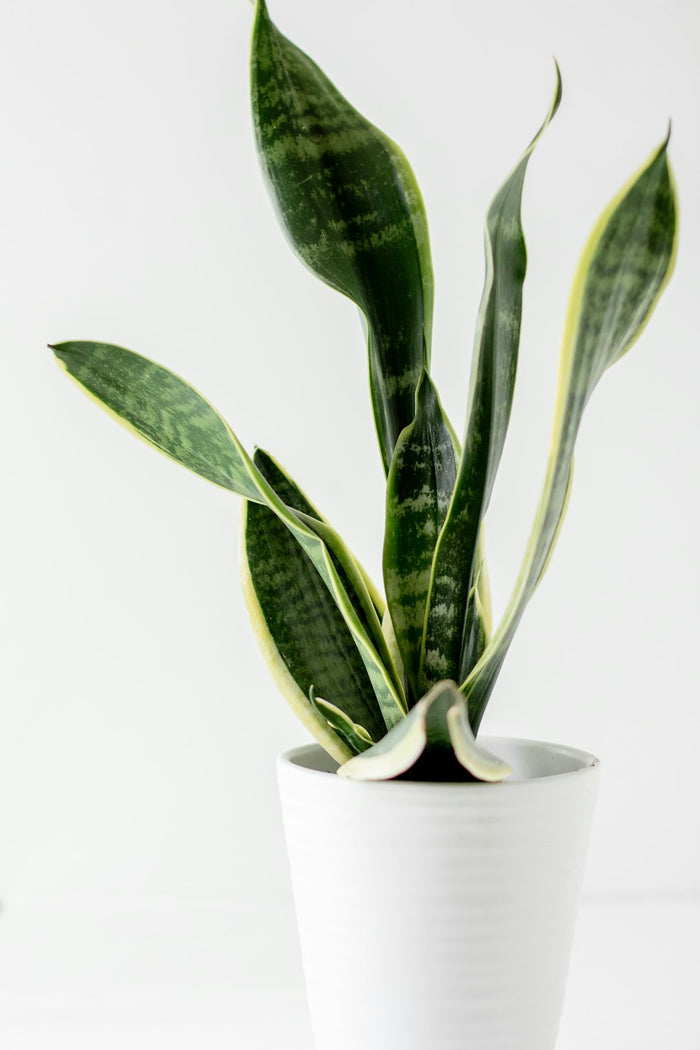 Unconventional Houseplant Displays to Elevate Your Space