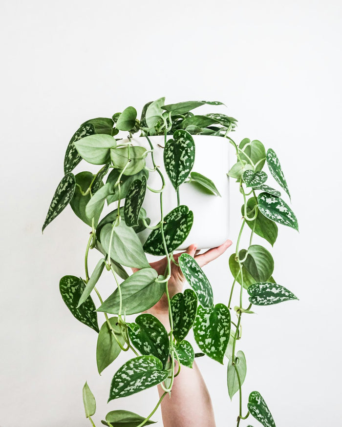 Repotting Guide: When and How to Repot Your Houseplants
