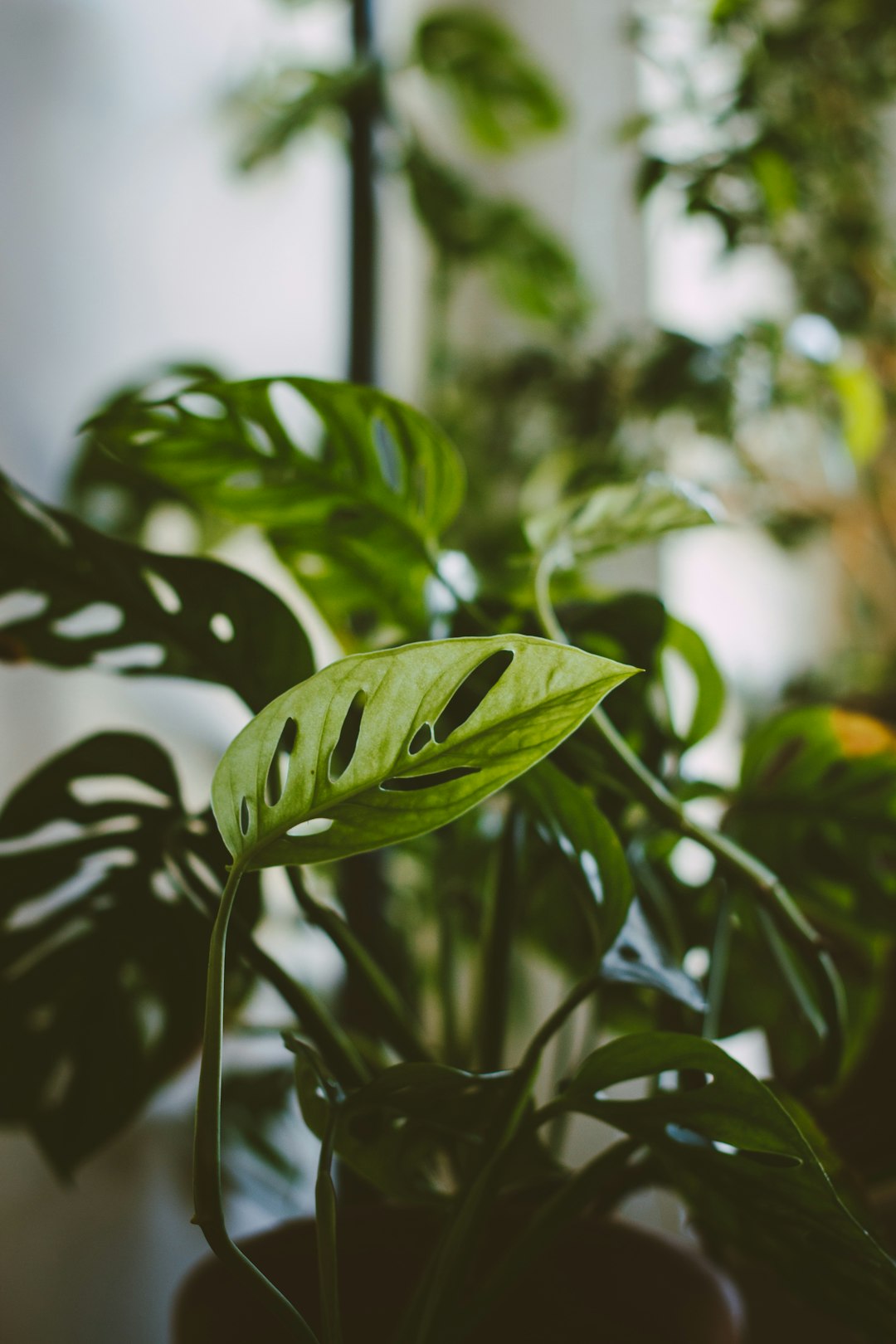 Mastering the Art of Watering: Essential Tips for Your Houseplants