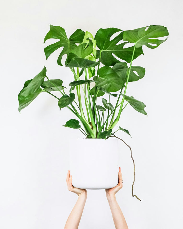 The Best Techniques for Pruning Your Indoor Plants