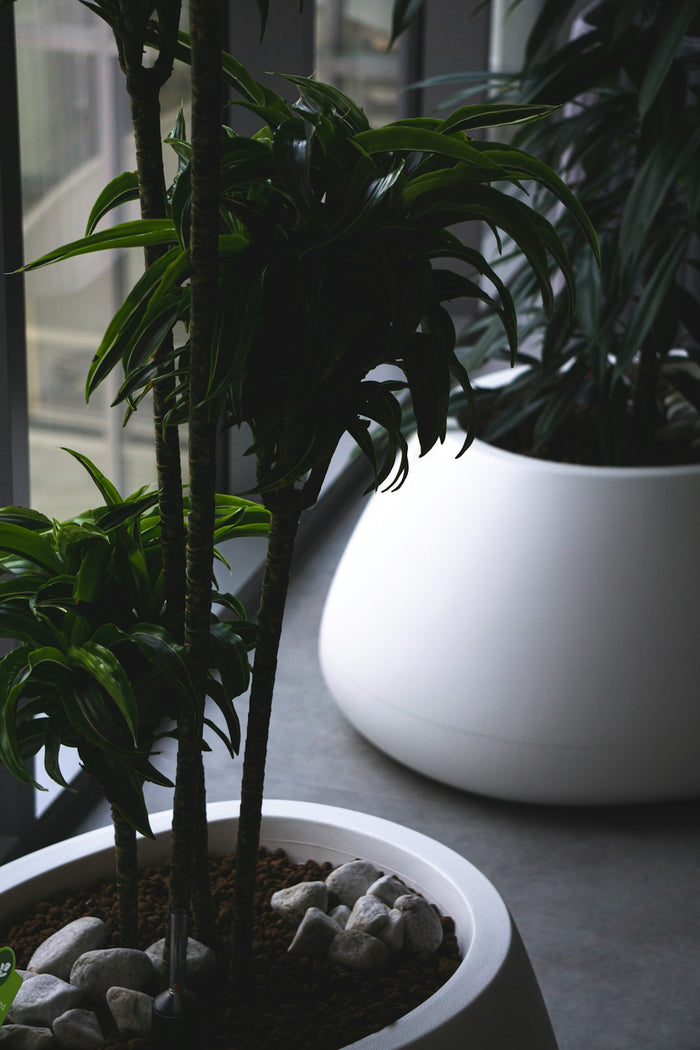 The Art of Repotting: When and How to Repot Your Houseplants